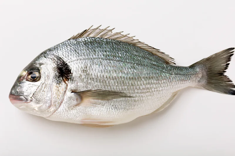 Whole fresh sea bream fish lying on its side on white background