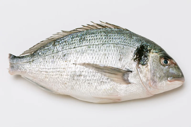 Fresh whole sea bream fish lying on its side on white background