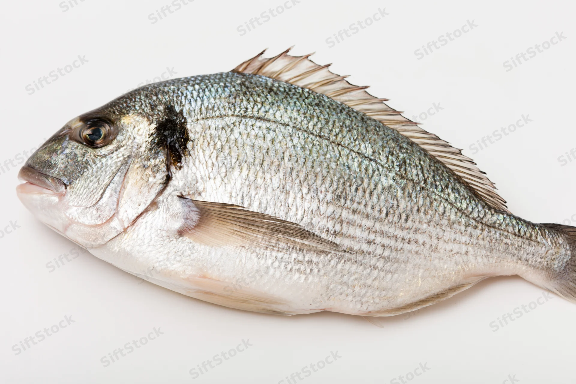 Whole fresh sea bream fish lying on its side on white background