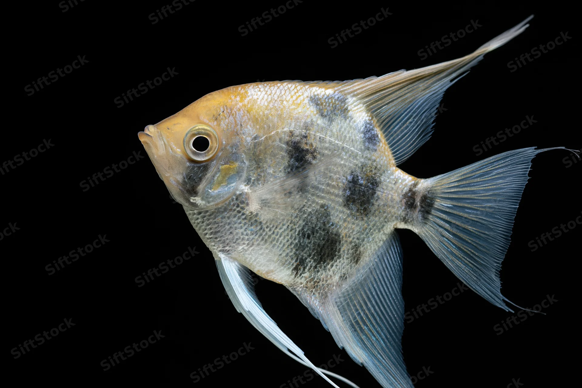 Freshwater angelfish swimming laterally against black background