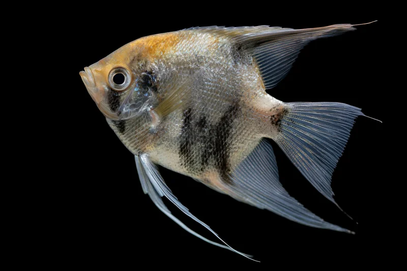 Freshwater angelfish swimming laterally isolated against black background