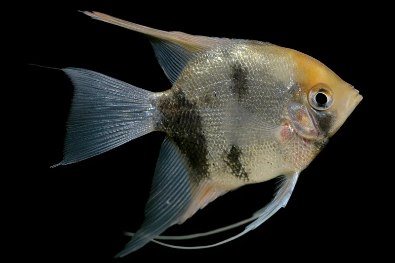 Freshwater angelfish swimming laterally isolated against black background