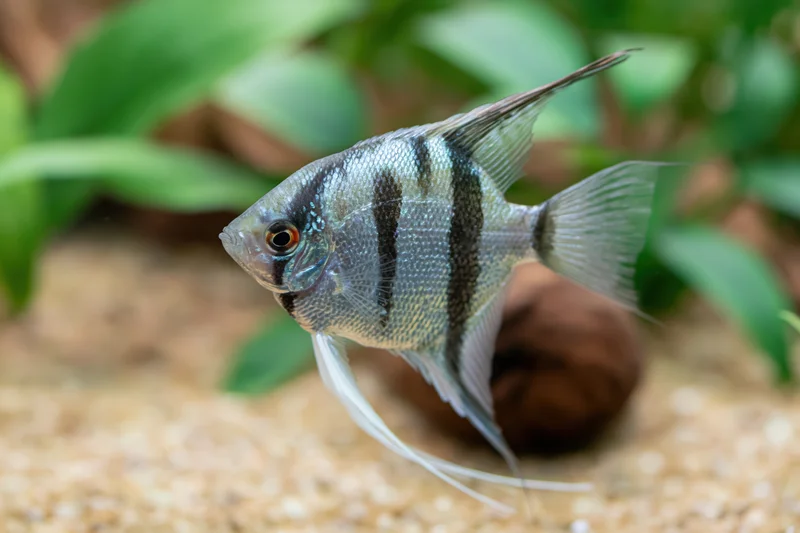 Freshwater angelfish swimming in aquarium with green plants and sandy substrate