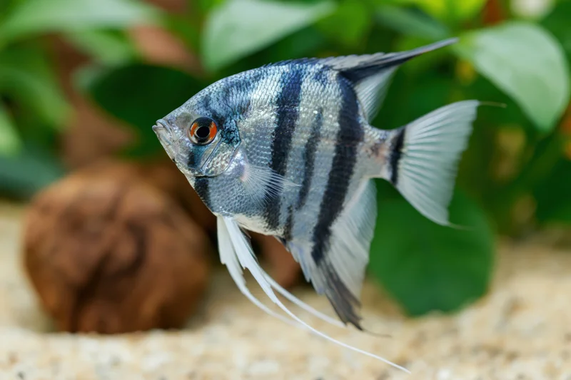Freshwater angelfish swimming in an aquarium with green plants and gravel substrate