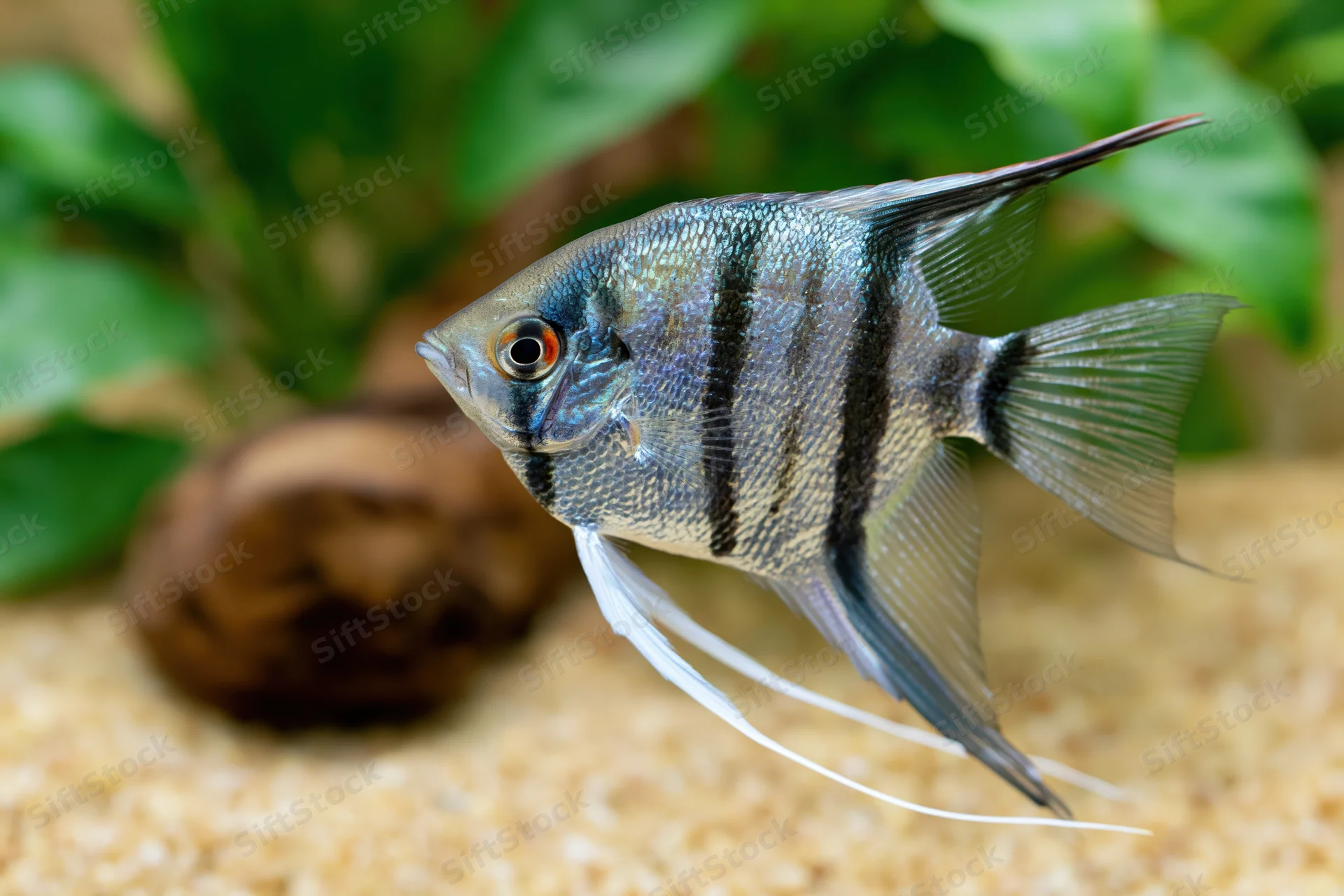 Freshwater angelfish swimming in aquarium with green plants and sand substrate