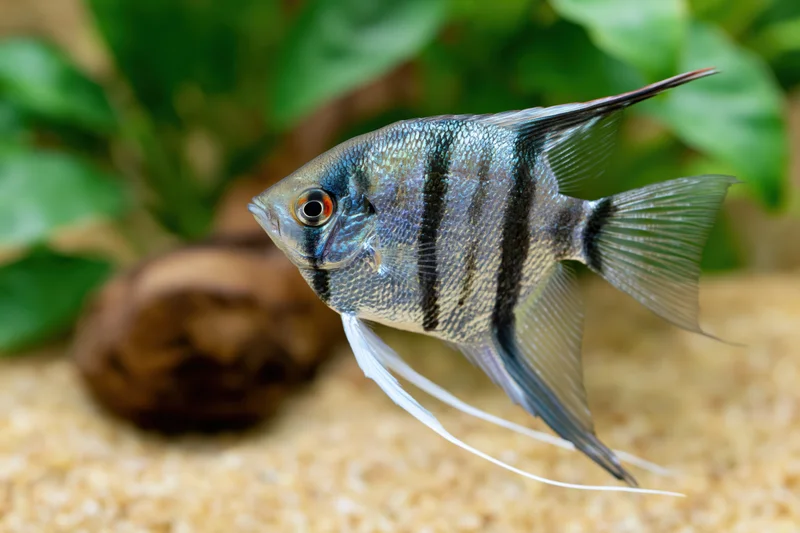 Freshwater angelfish swimming in aquarium with green plants and sand substrate