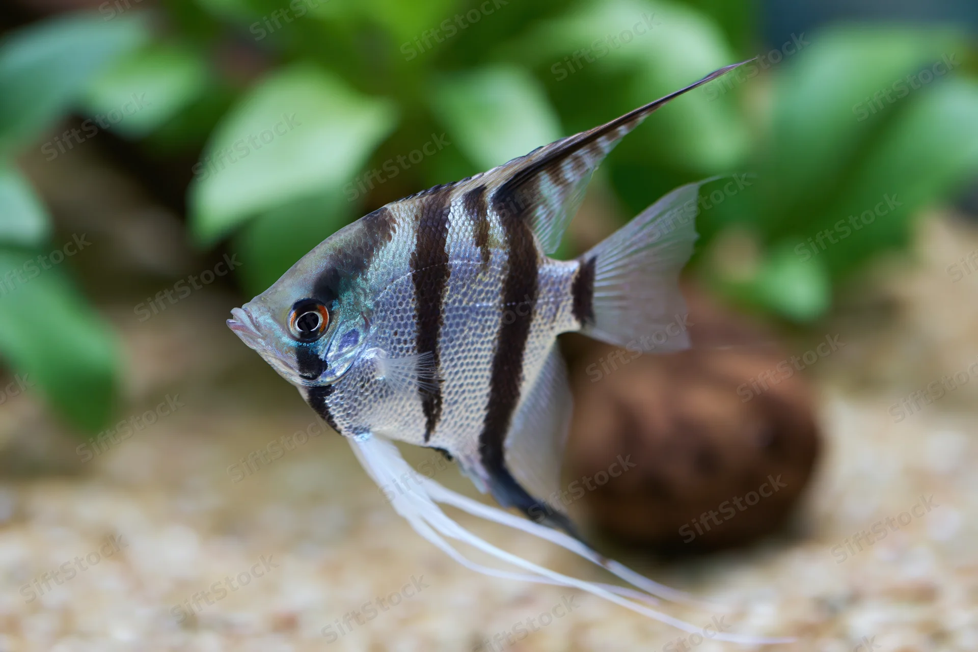 Freshwater angelfish swimming in an aquarium with green plants and gravel substrate