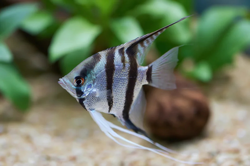 Freshwater angelfish swimming in an aquarium with green plants and gravel substrate