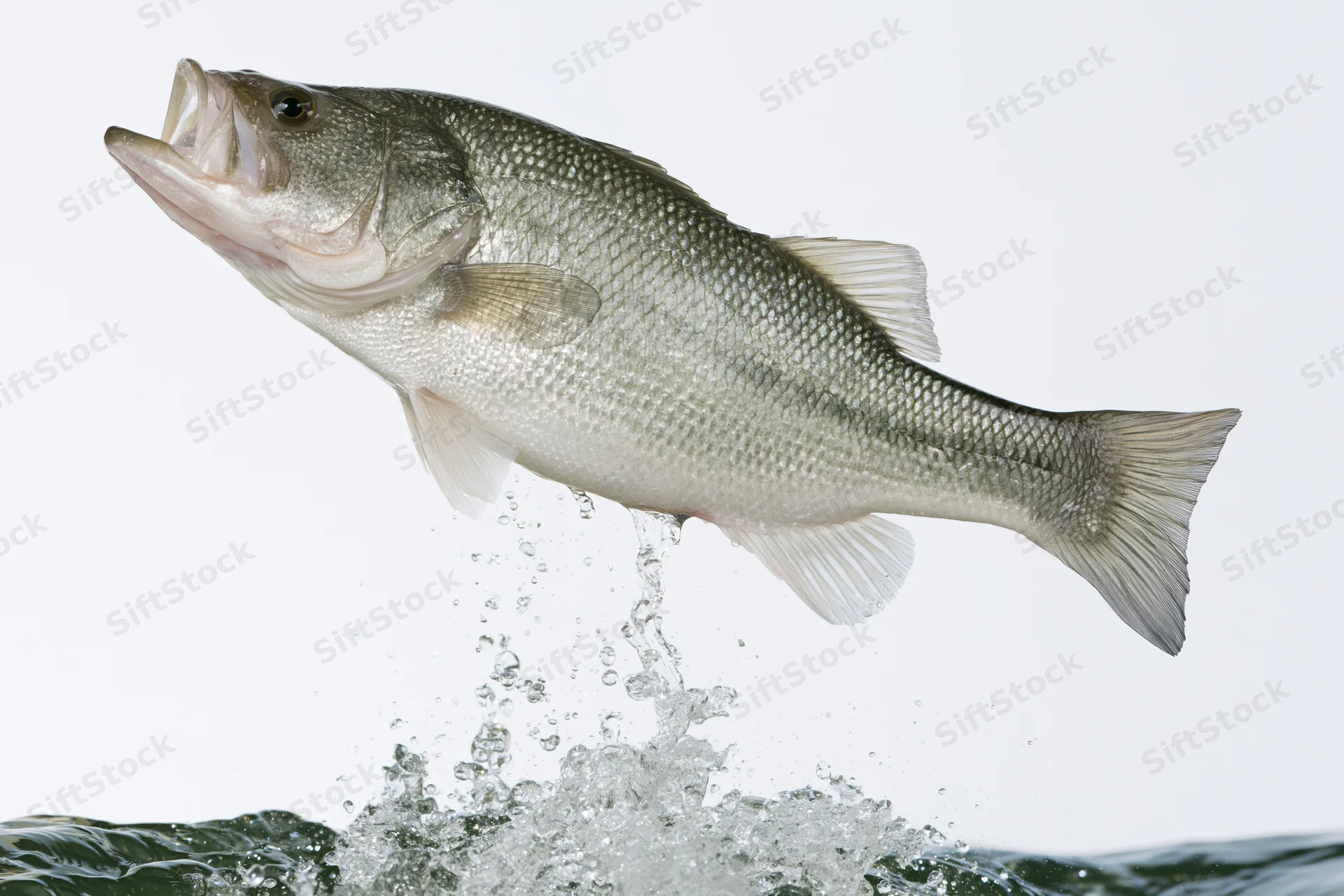 Bass leaping out of water with splash against white background