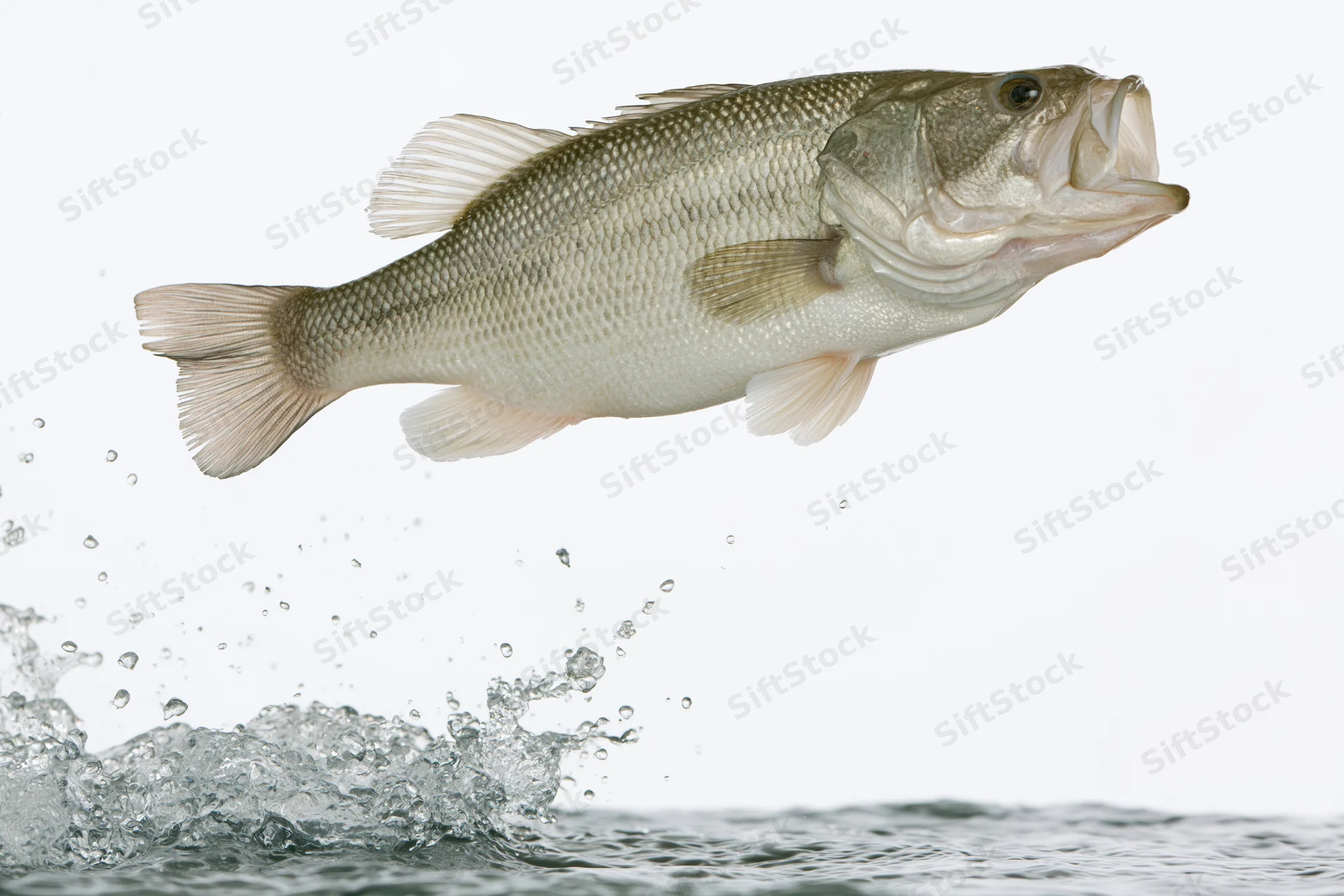 Bass leaping out of water with splash below