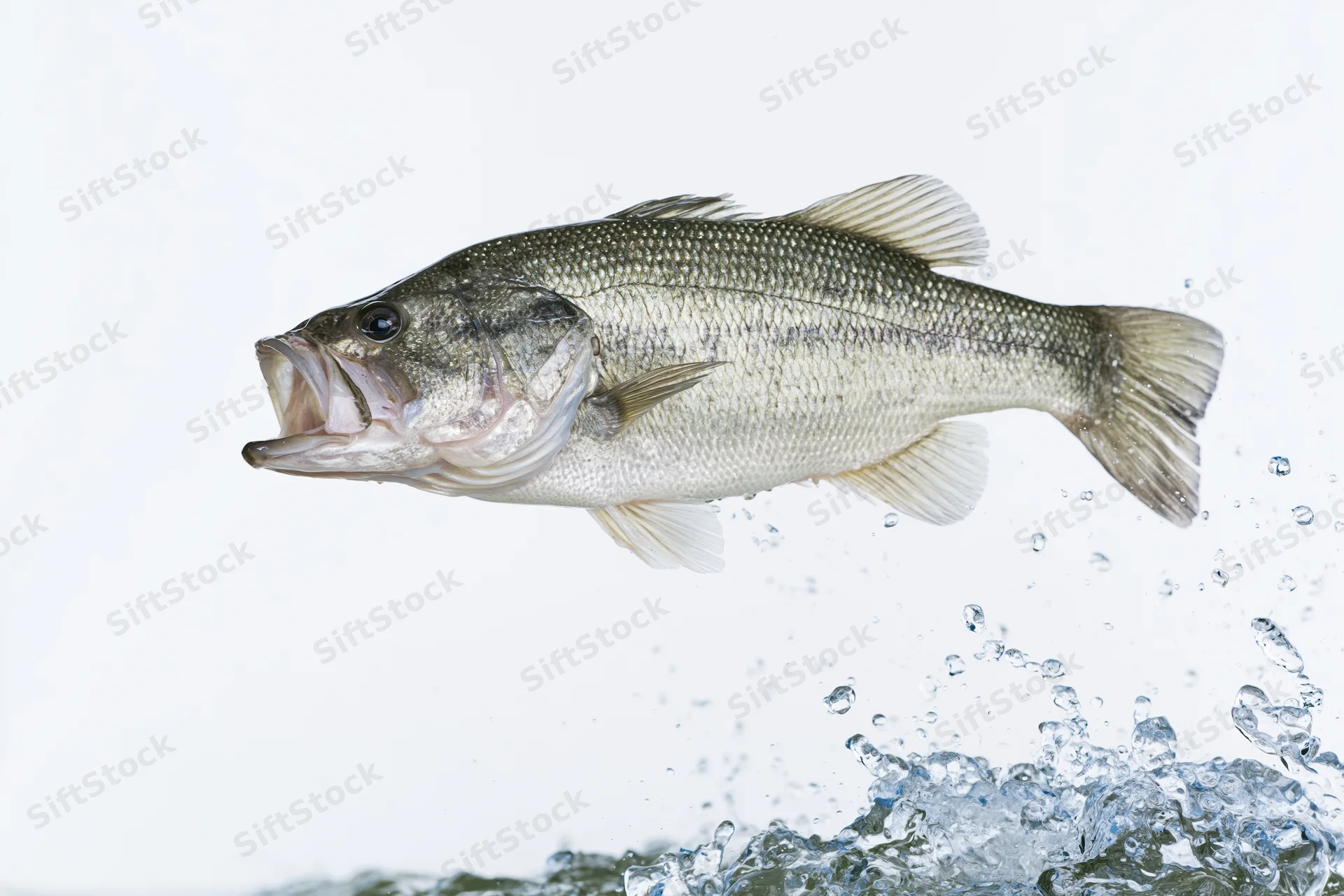 Bass leaping out of water splash against white background