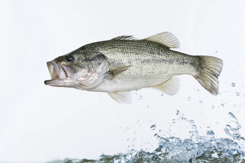 Bass leaping out of water splash against white background
