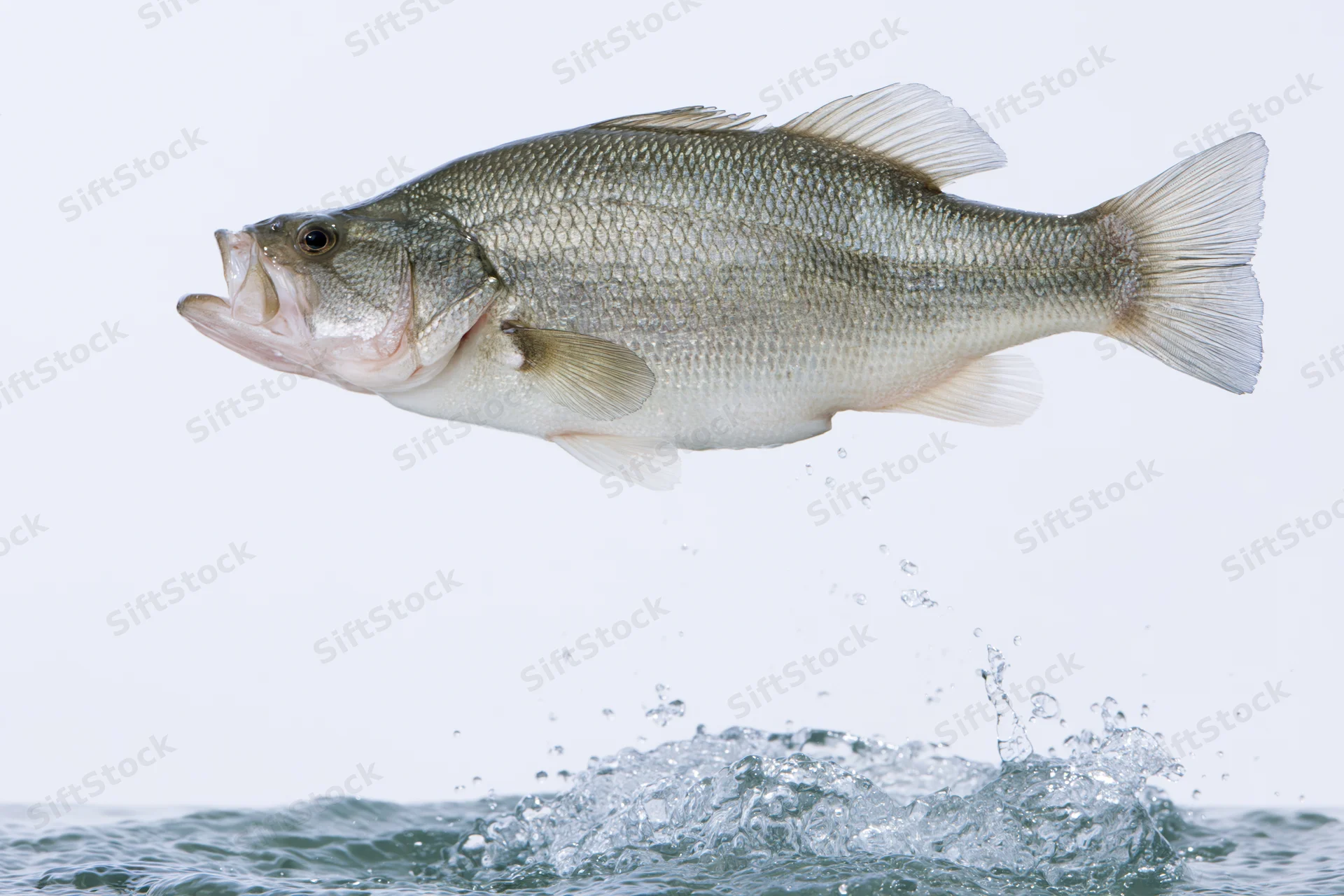 Bass leaping out of water with splash below on white background