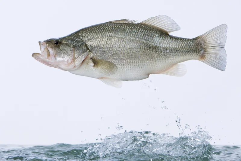 Bass leaping out of water with splash below on white background