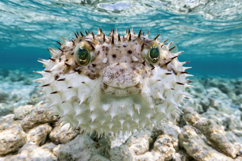 Inflated porcupinefish hovering near camera over coral reef underwater