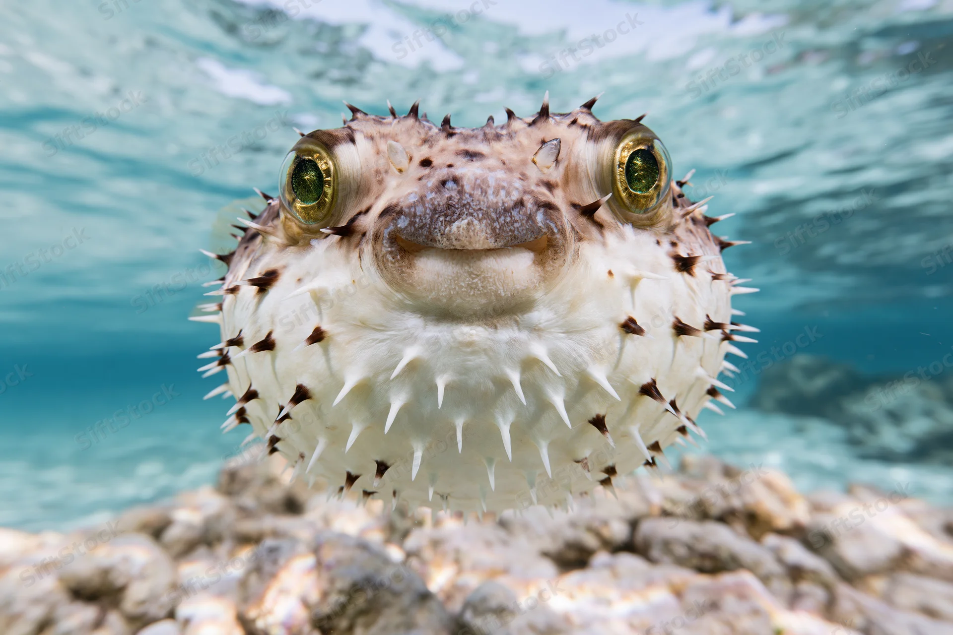Inflated porcupinefish hovering near camera underwater over rocky seabed
