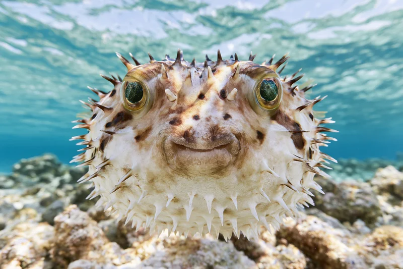 Inflated porcupinefish hovering near camera over coral reef