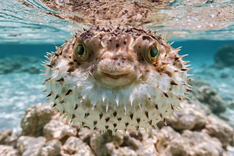 Inflated porcupinefish hovering near camera underwater over coral reef