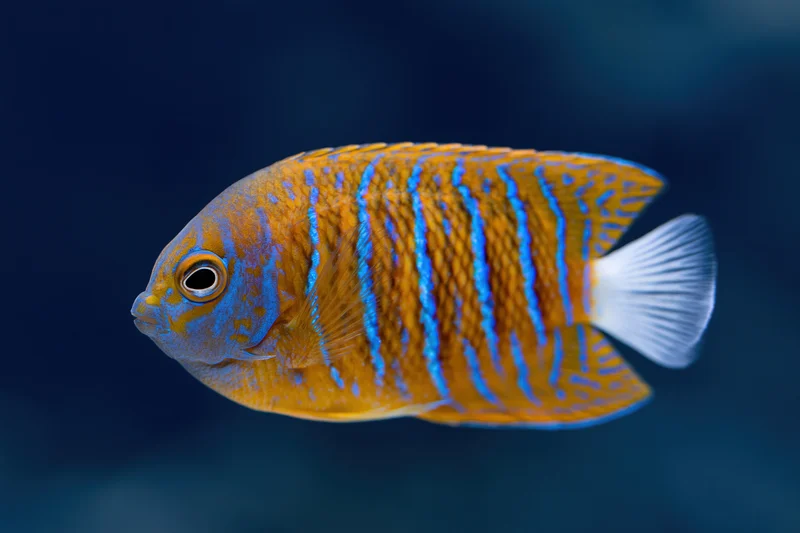 Juvenile blue-ringed angelfish swimming in profile against dark blue water