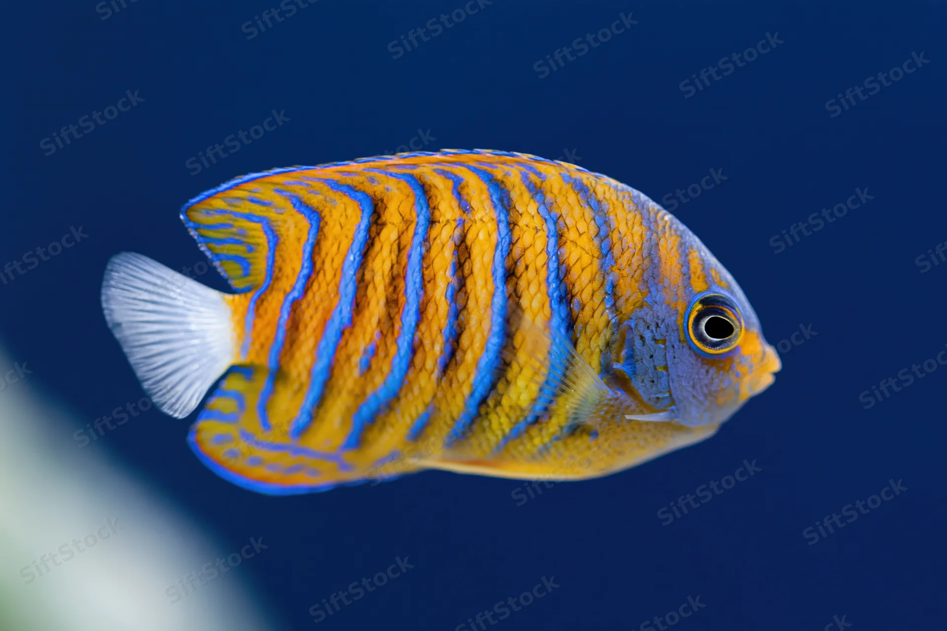 Juvenile blue-ringed angelfish swimming in profile against deep blue water