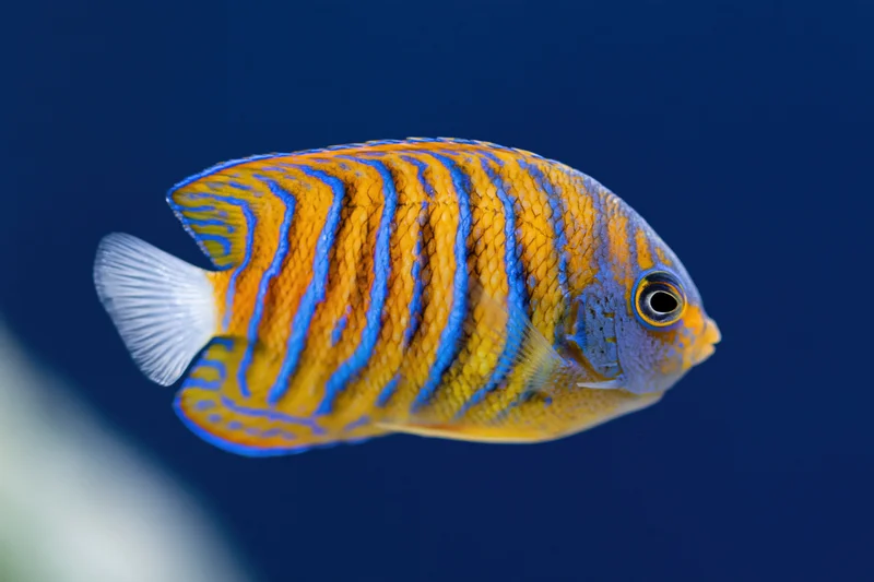 Juvenile blue-ringed angelfish swimming in profile against deep blue water
