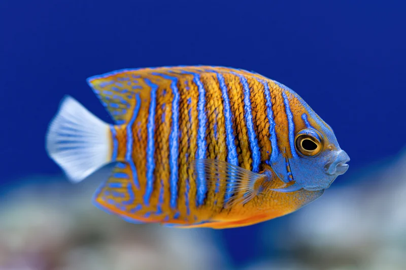 Juvenile blue-ringed angelfish swimming in profile against blue water