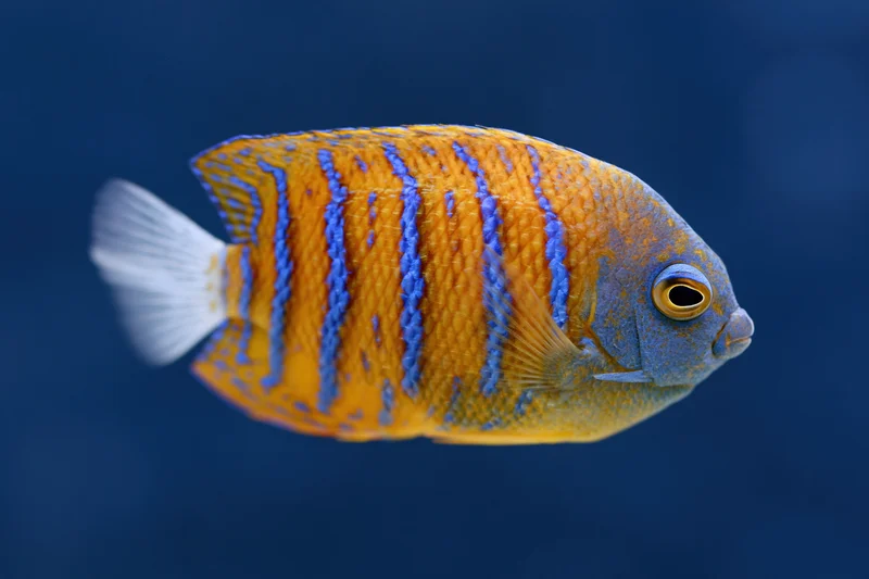 Juvenile blue-ringed angelfish swimming in profile against deep blue water