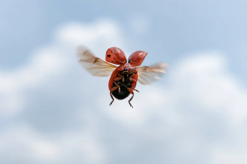 Ladybug in mid-flight with wings extended against a cloudy sky