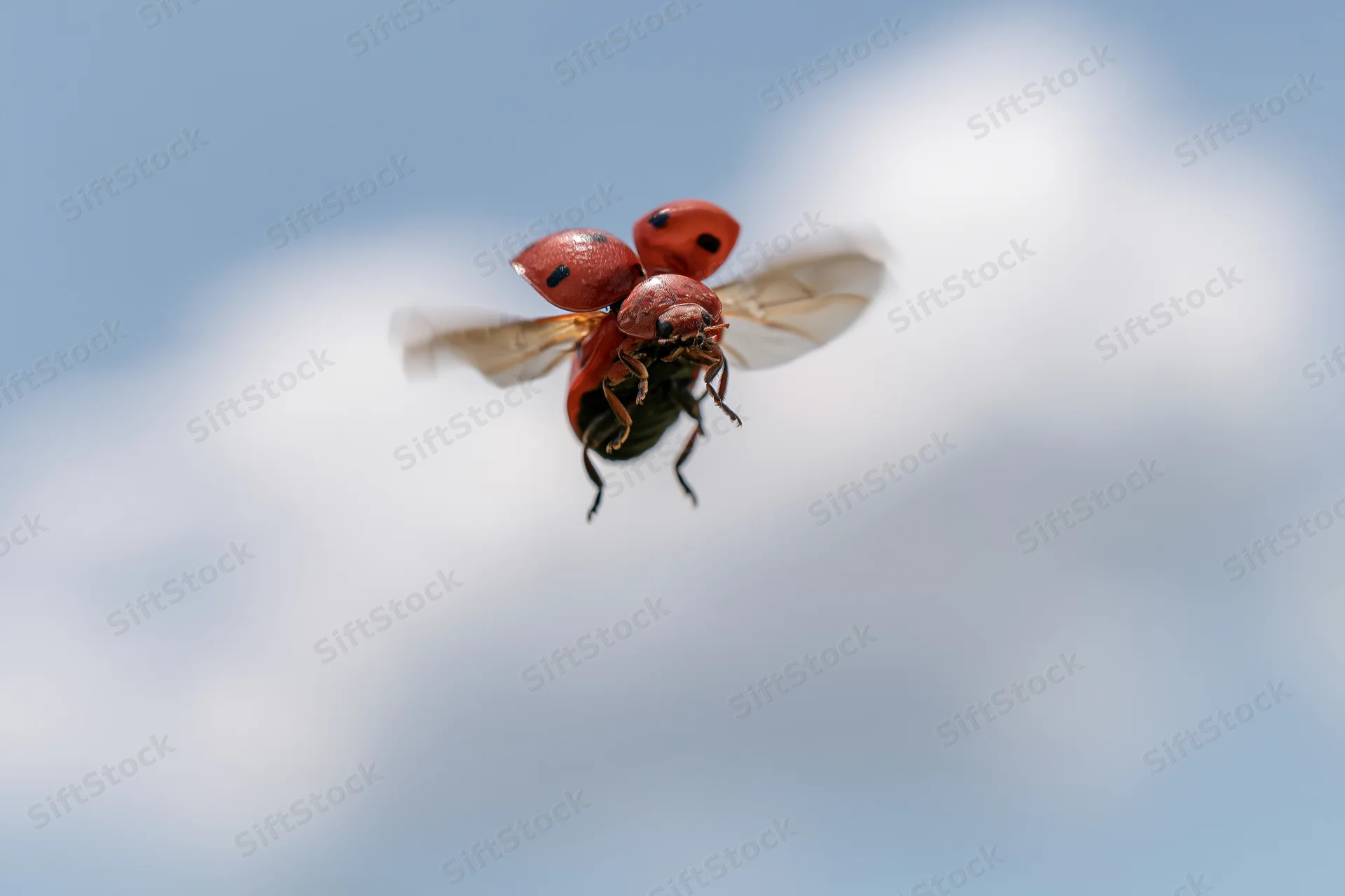Ladybug in mid-flight with wings extended against a cloudy sky