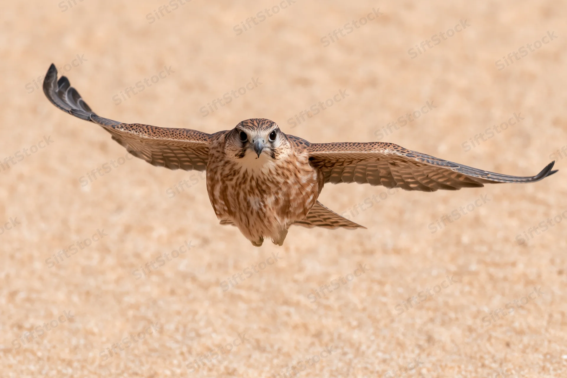 Lanner falcon in mid-flight with wings fully spread over sandy terrain