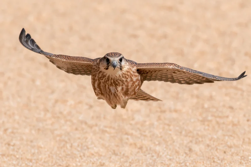 Lanner falcon in mid-flight with wings fully spread over sandy terrain