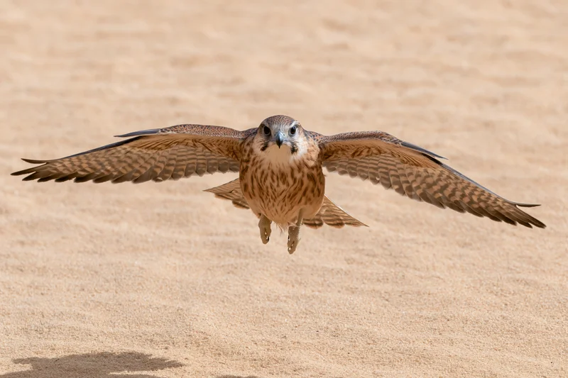 Lanner falcon hovering mid-flight with wings fully spread over sandy desert ground