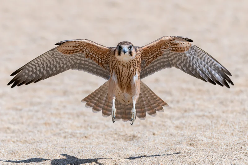 Lanner falcon in mid-flight with wings fully spread over sandy ground