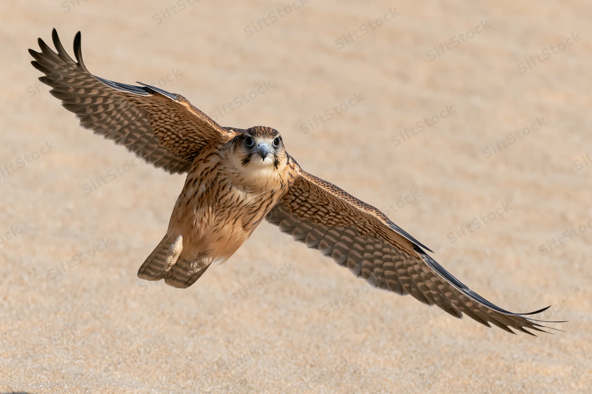 Lanner falcon in mid-flight with wings fully spread over sandy terrain