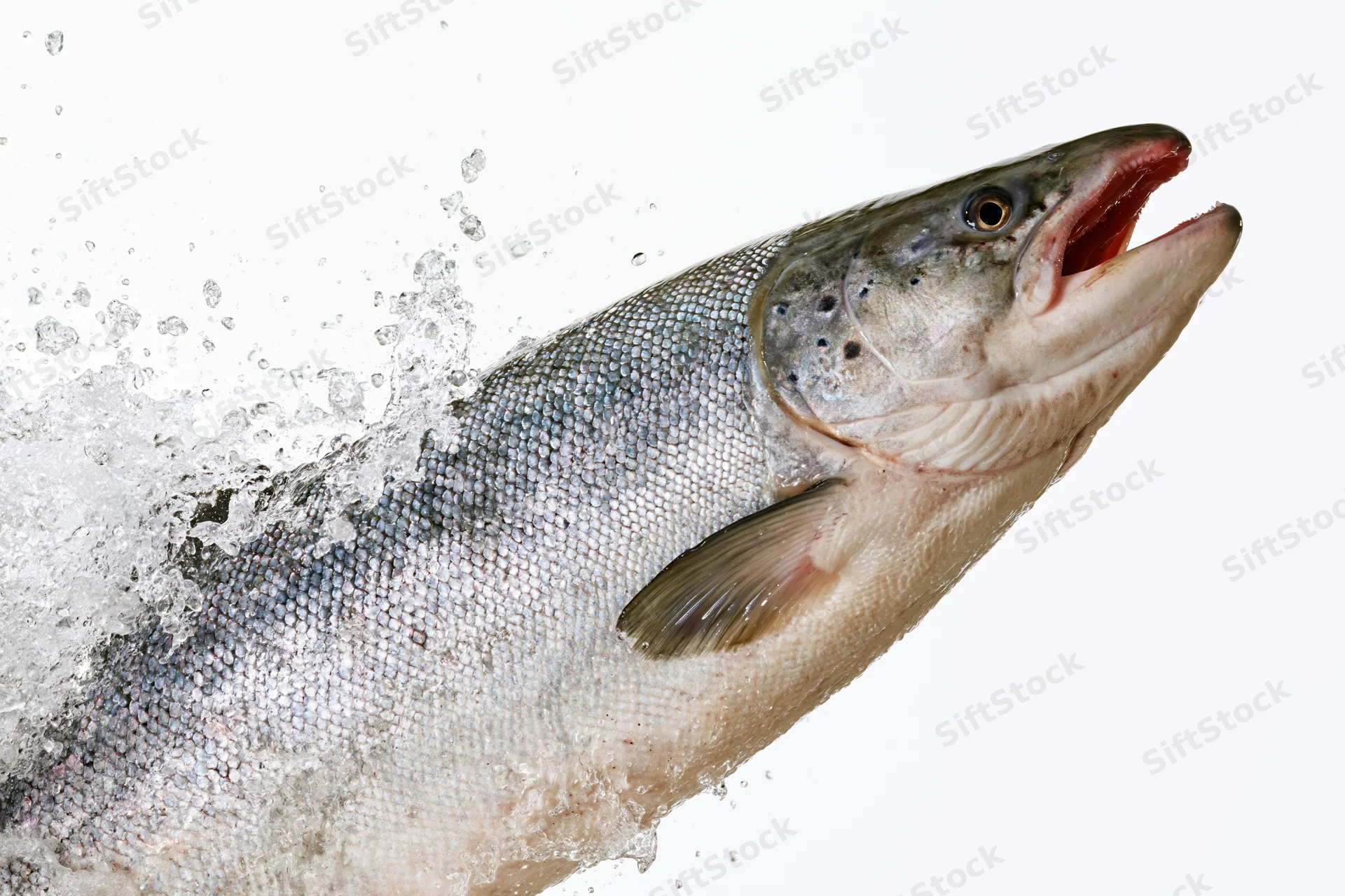 Atlantic salmon leaping midair with water splashing around it against white background