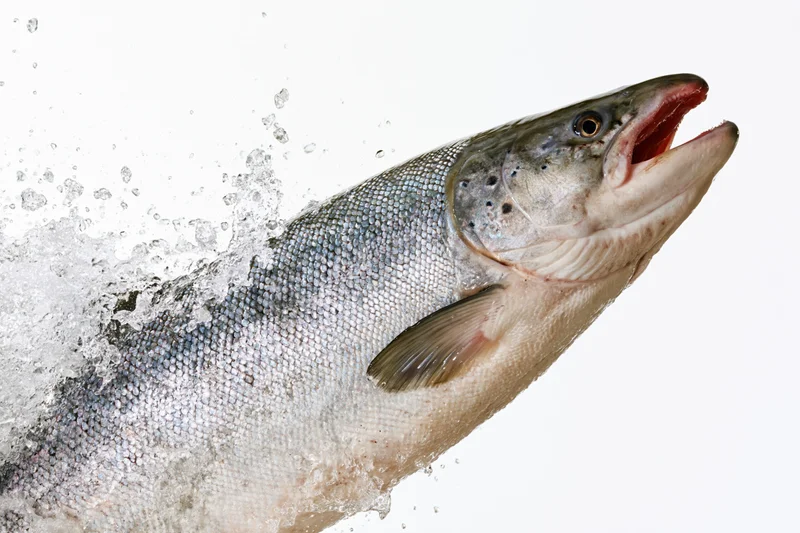Atlantic salmon leaping midair with water splashing around it against white background