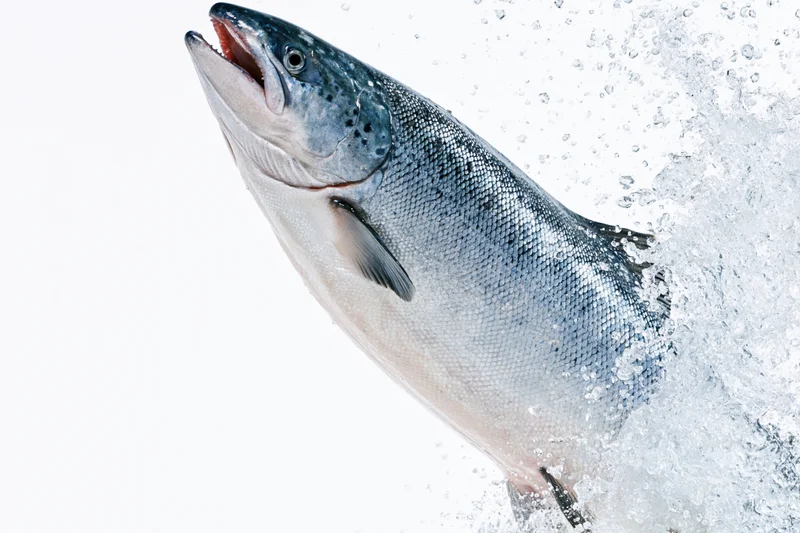 Atlantic salmon leaping mid-air with water splashing around it against white background
