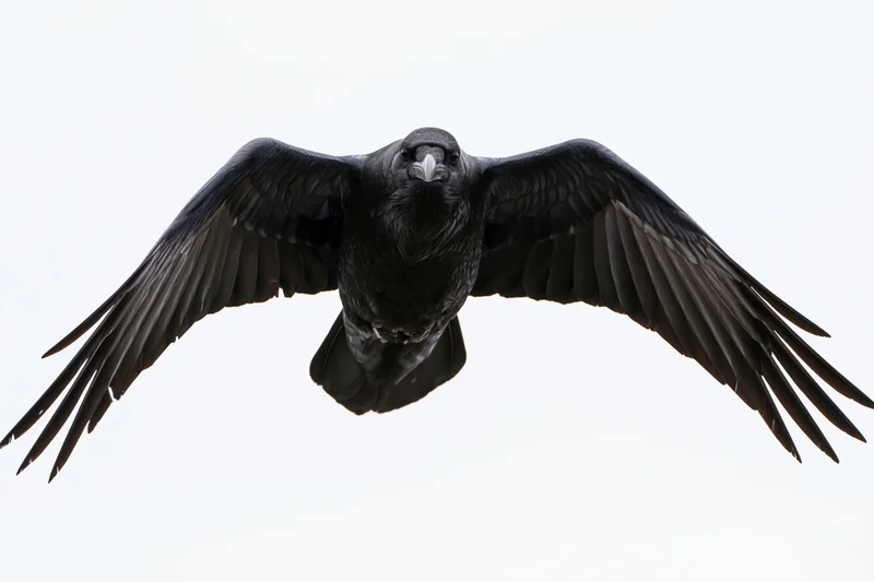 Raven in full wingspan gliding toward the camera against a white background