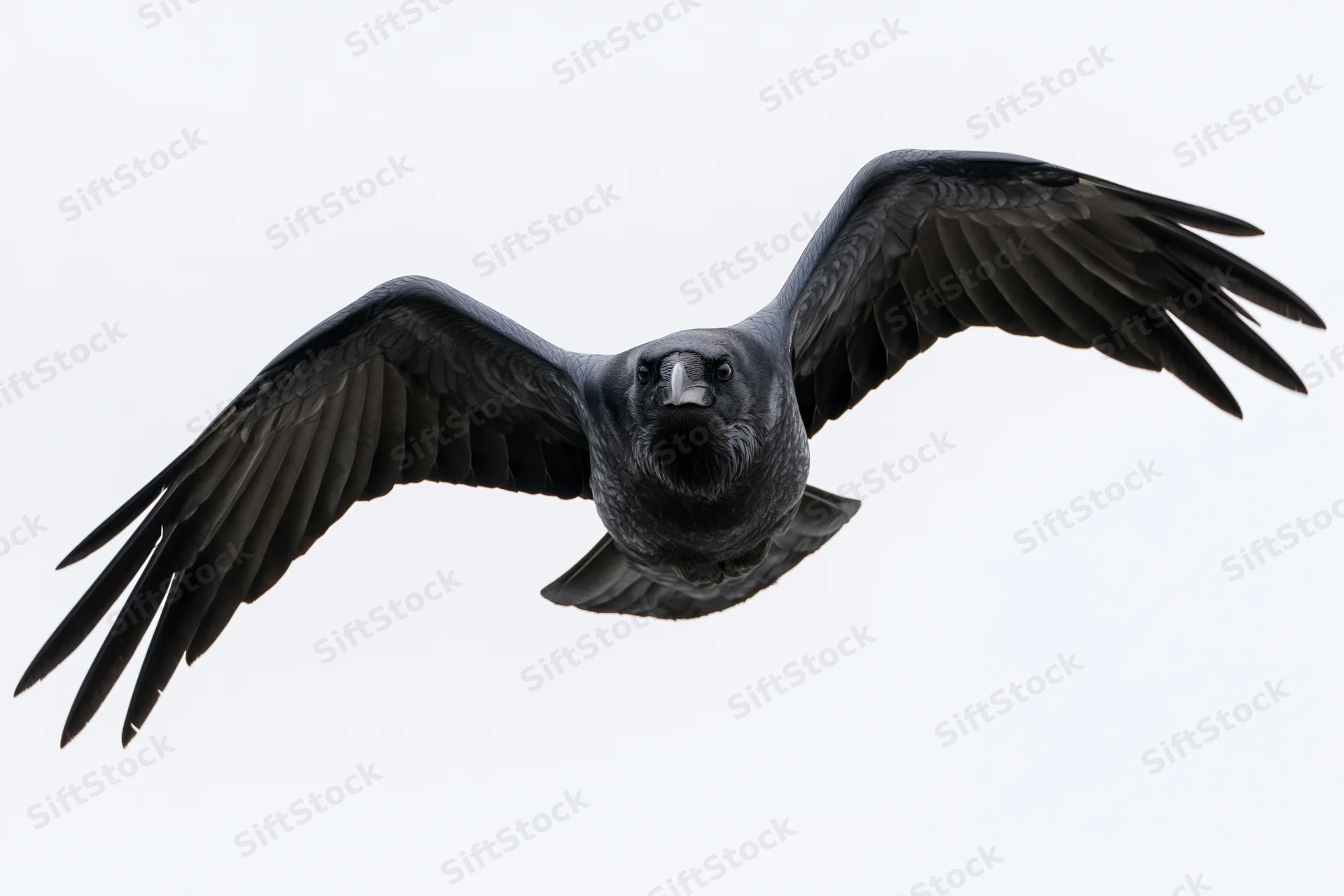 Raven in full wingspan gliding toward the camera against a white background