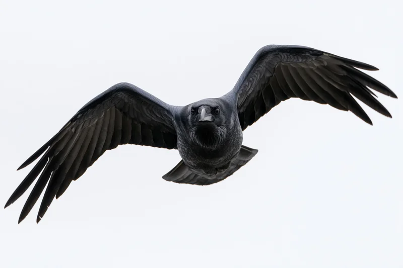 Raven in full wingspan gliding toward the camera against a white background