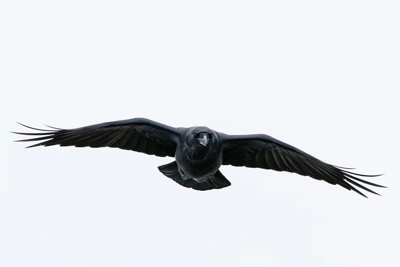 Raven in full wingspan gliding toward the camera against a white background
