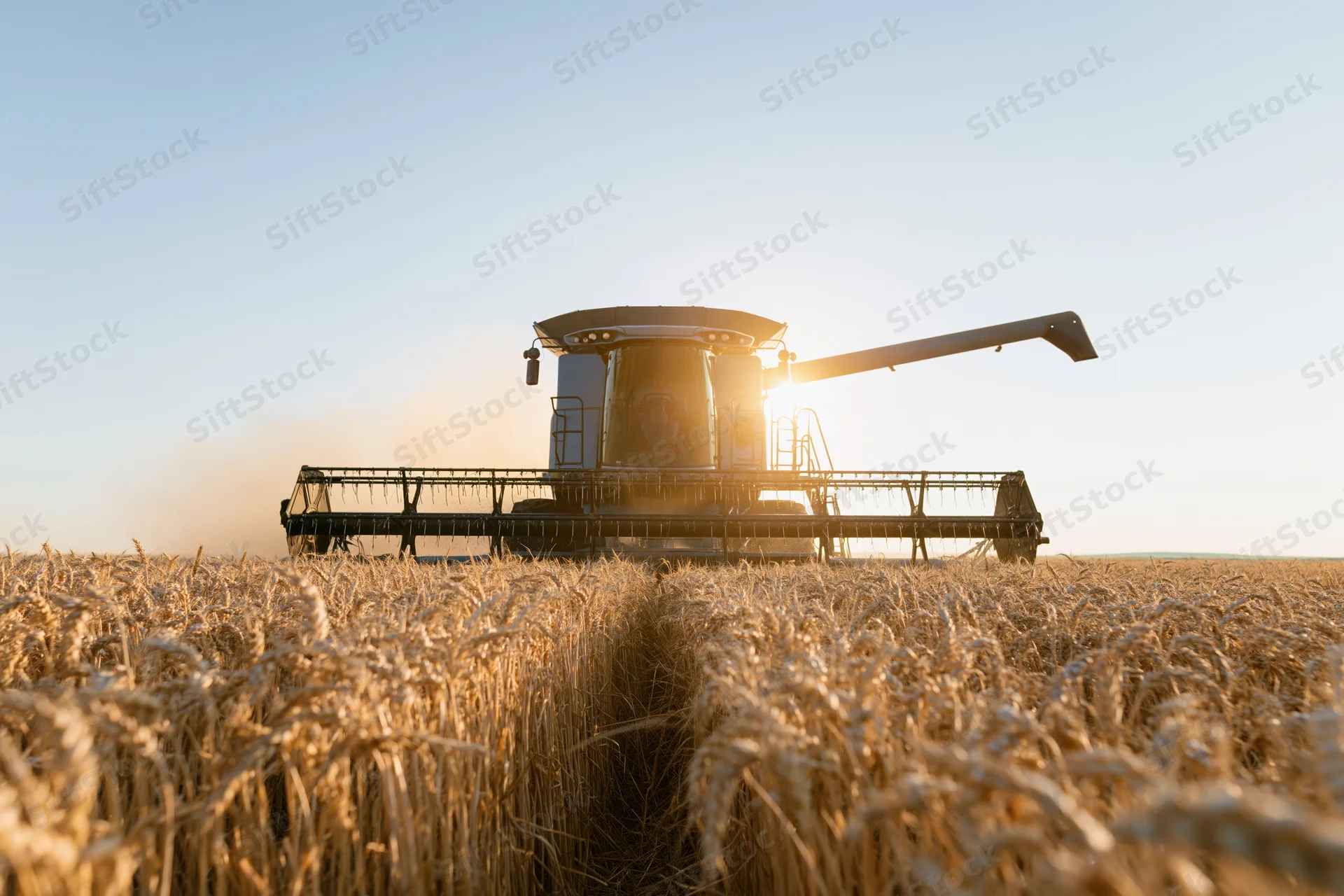 Combine harvester cutting through golden wheat field at sunrise