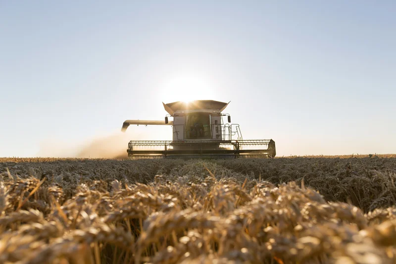 Combine harvester cutting through golden wheat field at sunrise