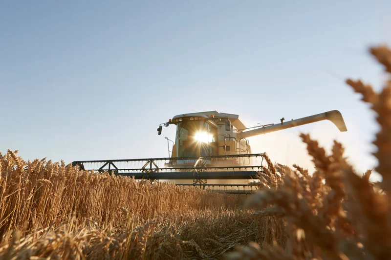 Combine harvester harvesting wheat in a golden field at sunrise