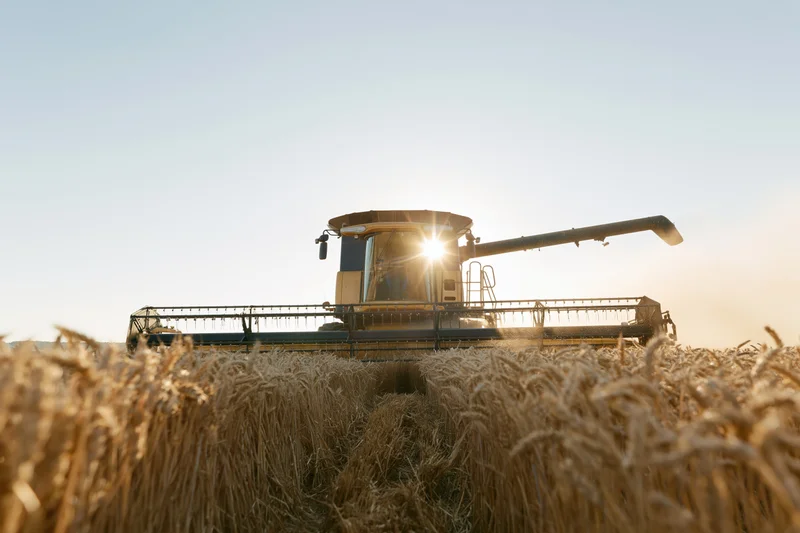 Combine harvester cutting through golden wheat field at sunset