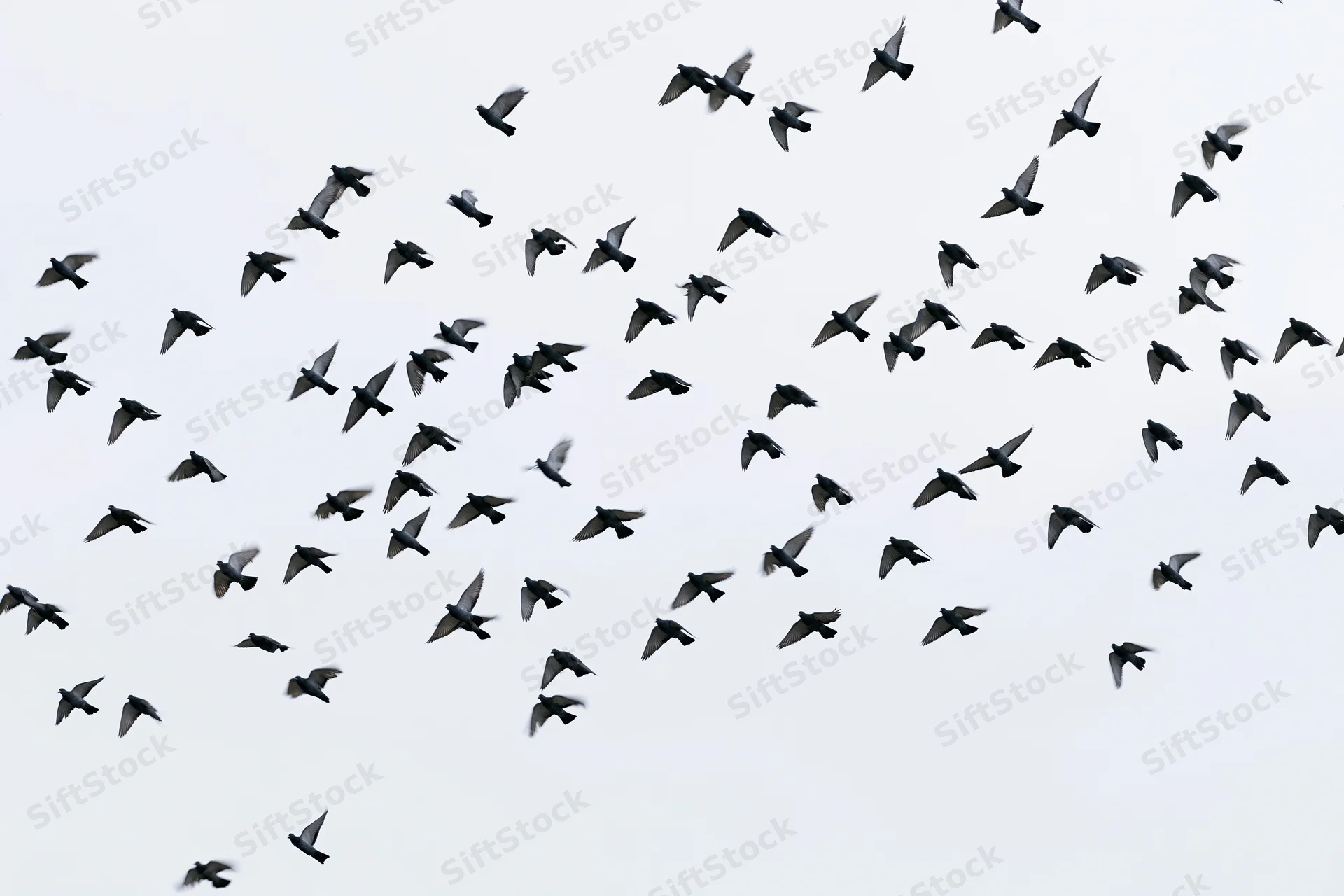 Flock of birds in flight against overcast sky