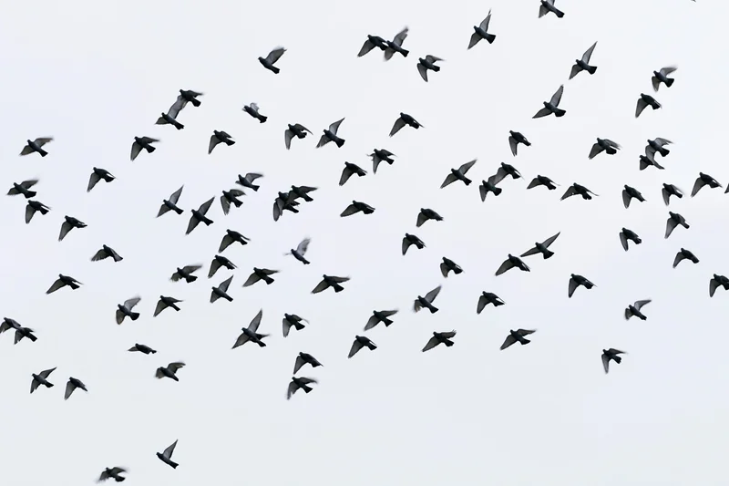 Flock of birds in flight against overcast sky