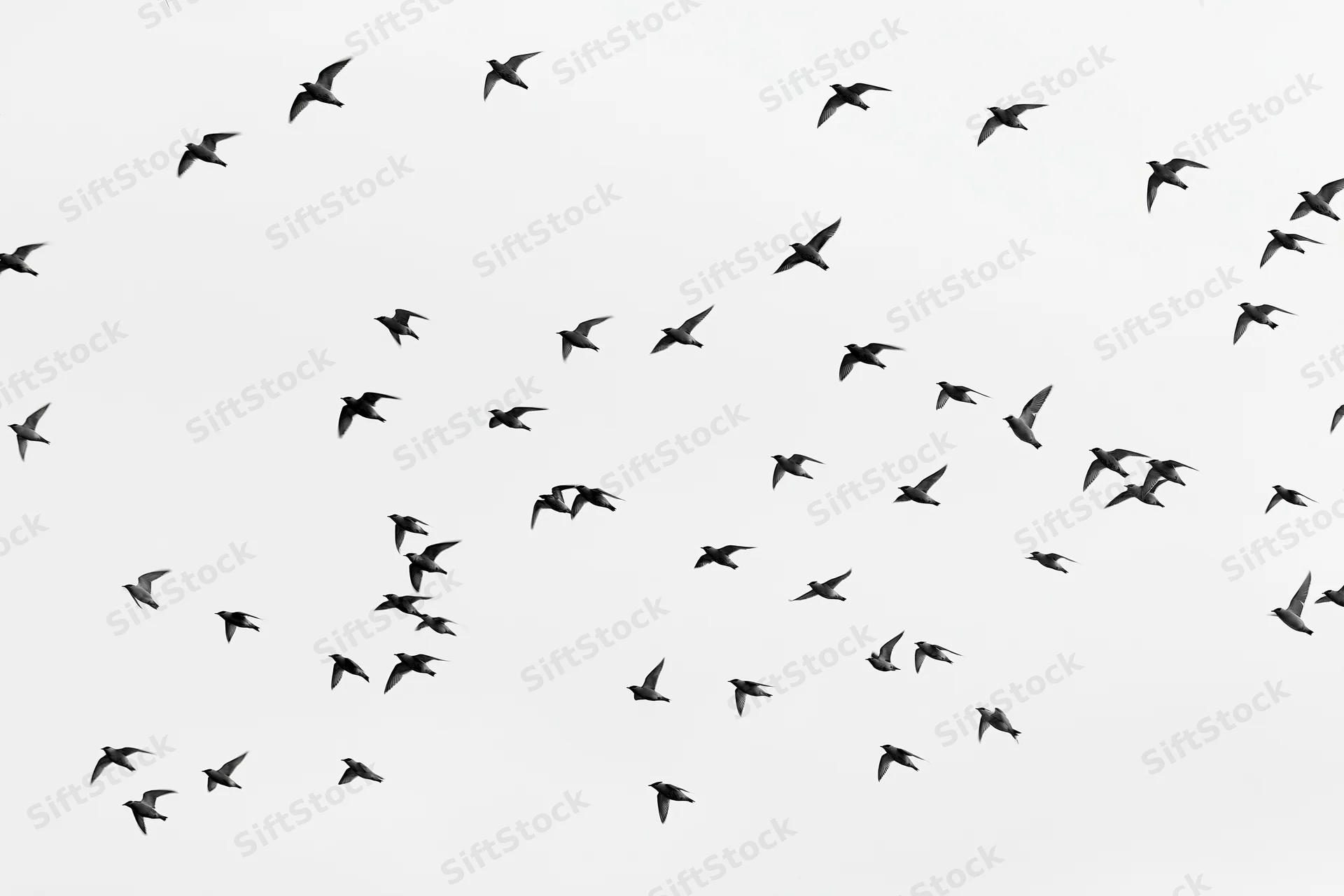 Flock of small birds in mid-flight scattered across the sky