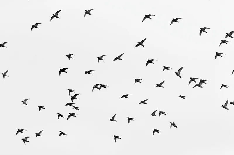 Flock of small birds in mid-flight scattered across the sky