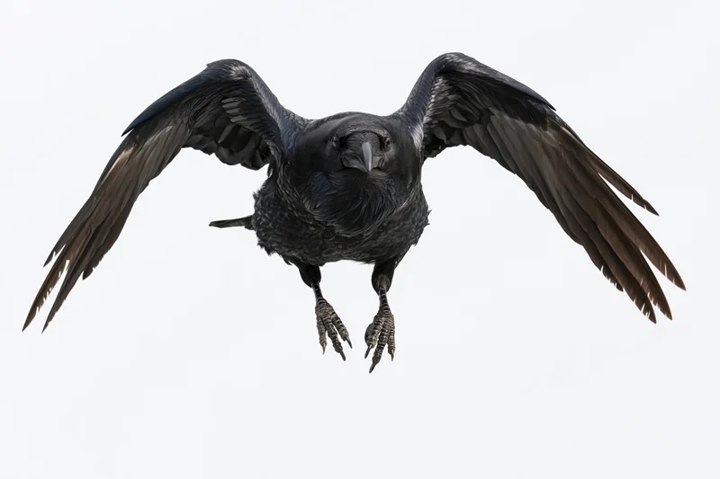 Raven in mid-flight approaching head-on with wings fully spread against white background